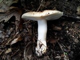 Russula pectinatoides image