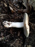 Russula pectinatoides image