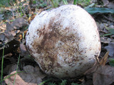 Leucopaxillus albissimus image