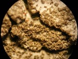 Parmelia saxatilis image