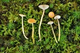 Hygrocybe laeta var. laeta image