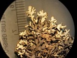 Xanthoparmelia coloradoensis image