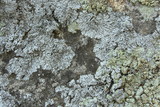 Physcia biziana image