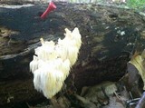 Hericium americanum image