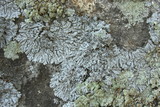 Physcia biziana image