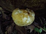 Hemipholiota populnea image
