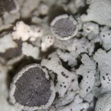Physcia biziana image