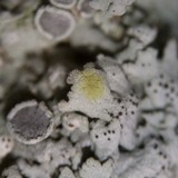 Physcia biziana image