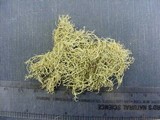 Usnea lapponica image