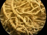 Usnea lapponica image