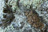 Psora nipponica image