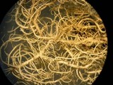 Usnea hirta image