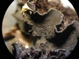 Leptochidium albociliatum image