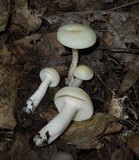 Cuphophyllus virgineus image