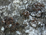 Psora nipponica image
