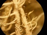 Usnea hirta image