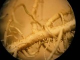Usnea hirta image