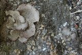 Dermatocarpon americanum image