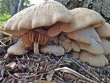 Lentinellus vulpinus image