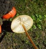 Strobilurus conigenoides image