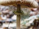 Syzygites megalocarpus image