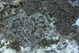 Rhizocarpon grande image