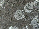 Rhizocarpon grande image