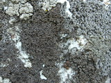 Rhizocarpon grande image