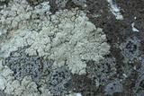 Rhizocarpon grande image