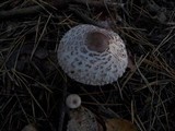 Chlorophyllum rachodes image