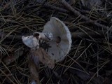 Chlorophyllum rachodes image