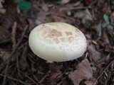 Amanita citrina f. lavendula image