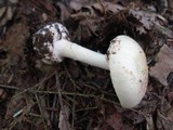 Amanita citrina f. lavendula image