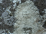 Rhizocarpon grande image