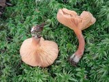 Lactarius helvus image