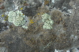 Lecidea atrobrunnea image