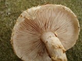 Pholiota squarrosoides image
