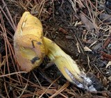 Suillus tomentosus image