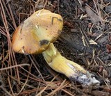 Suillus tomentosus image