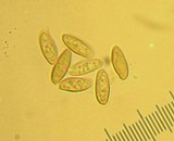 Suillus tomentosus image