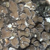 Lecidea atrobrunnea image