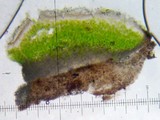 Lecidea atrobrunnea image