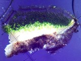 Lecidea atrobrunnea image