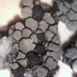 Rhizocarpon grande image
