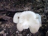 Pleurotus pulmonarius image