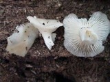 Pleurotus pulmonarius image