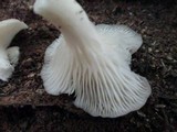 Pleurotus pulmonarius image