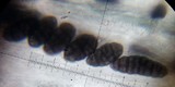 Rhizocarpon grande image