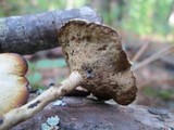 Polyporus leptocephalus image