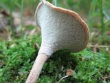 Polyporus leptocephalus image
